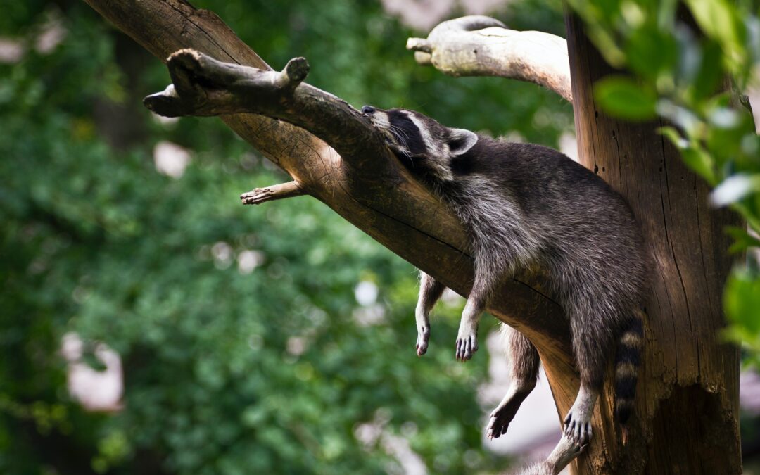 Méditation du sommeil : endormissement facile, récupération accrue